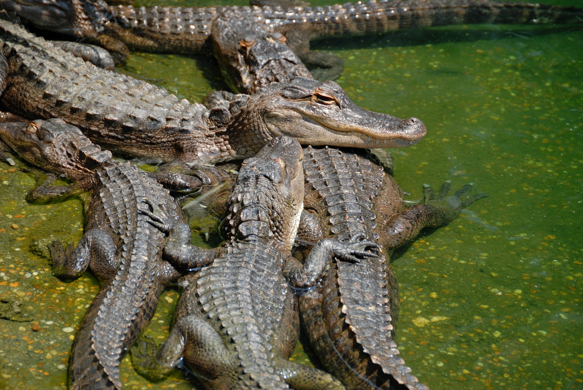 Alligatori del Mississippi