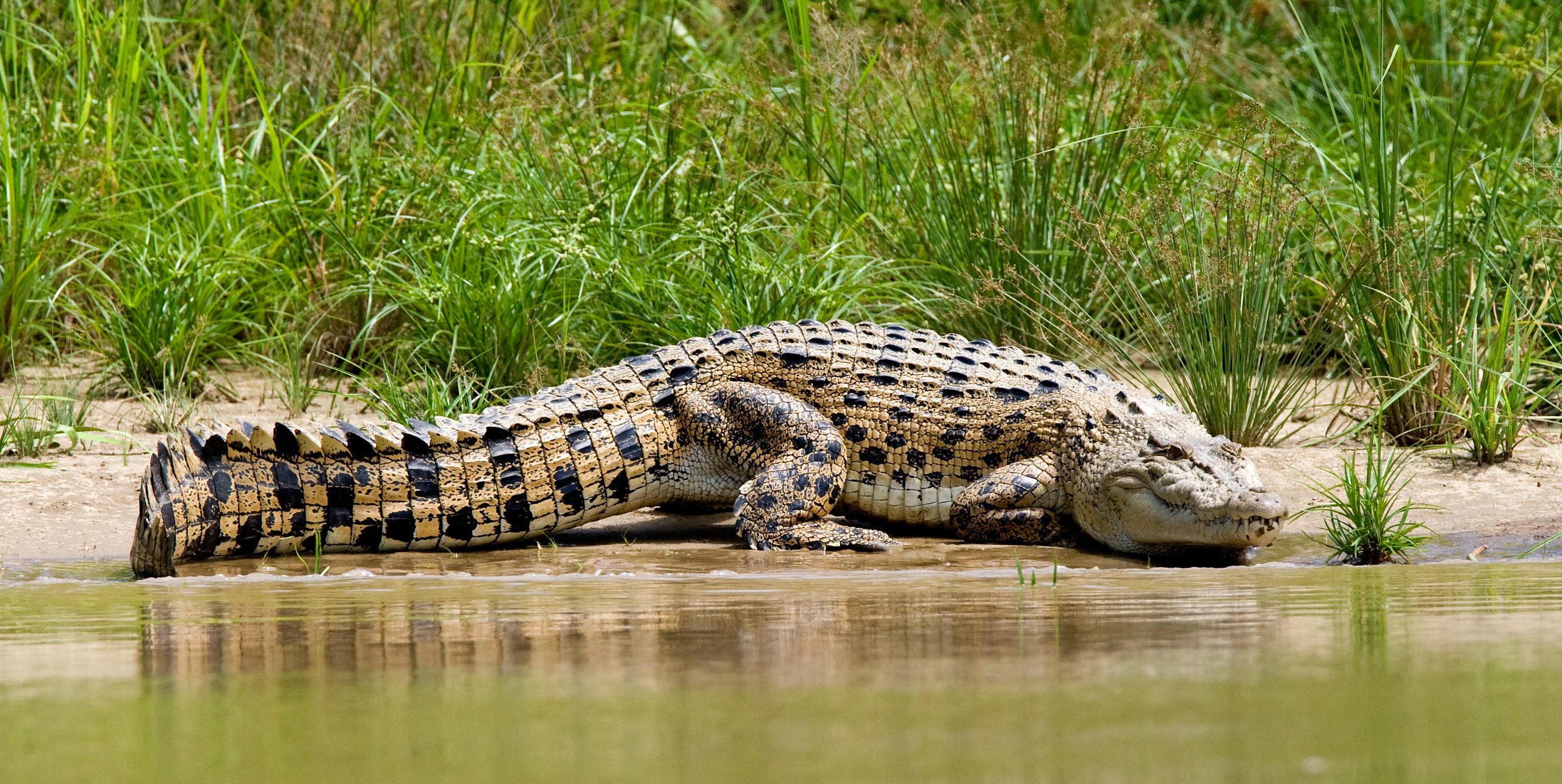 Crocodile marin