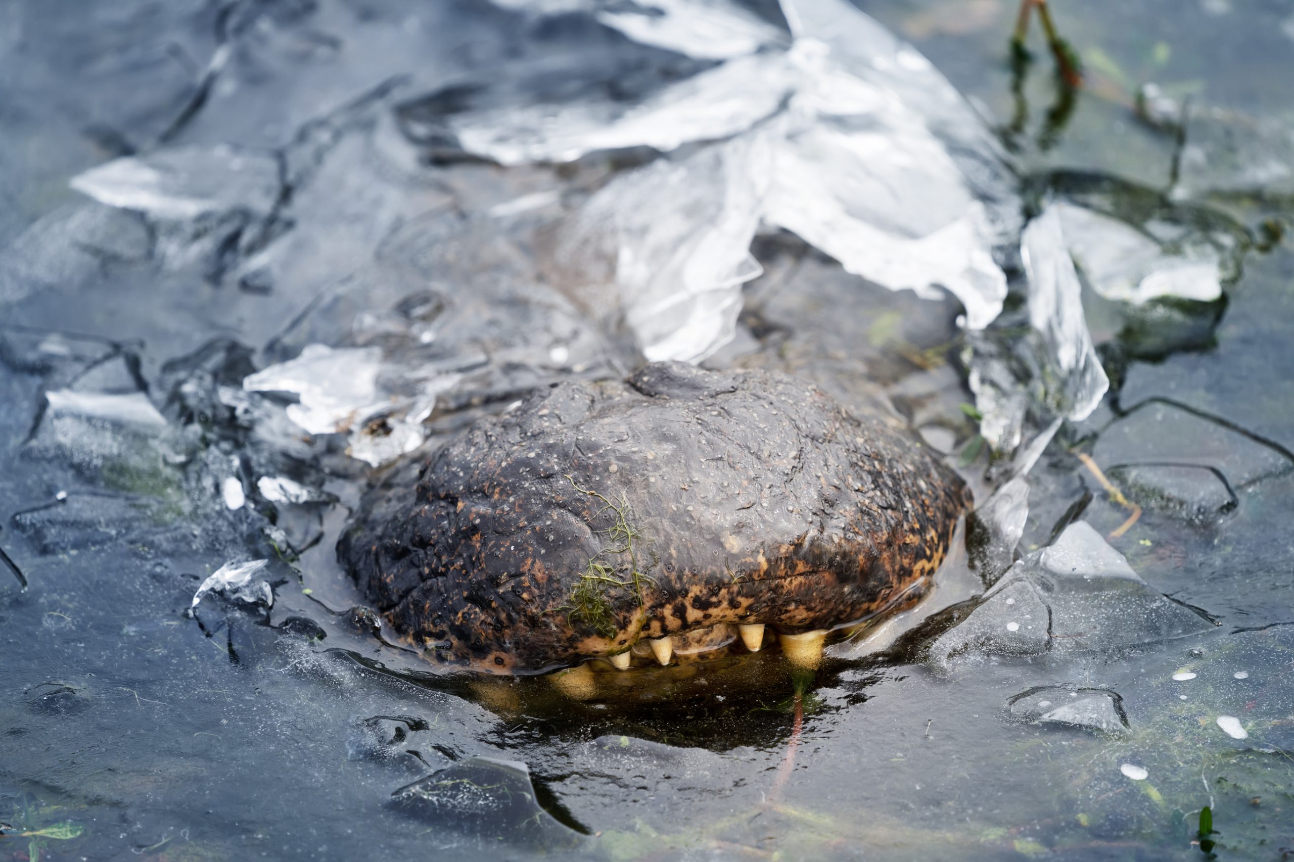 Alligator d'Amérique dans la glace.