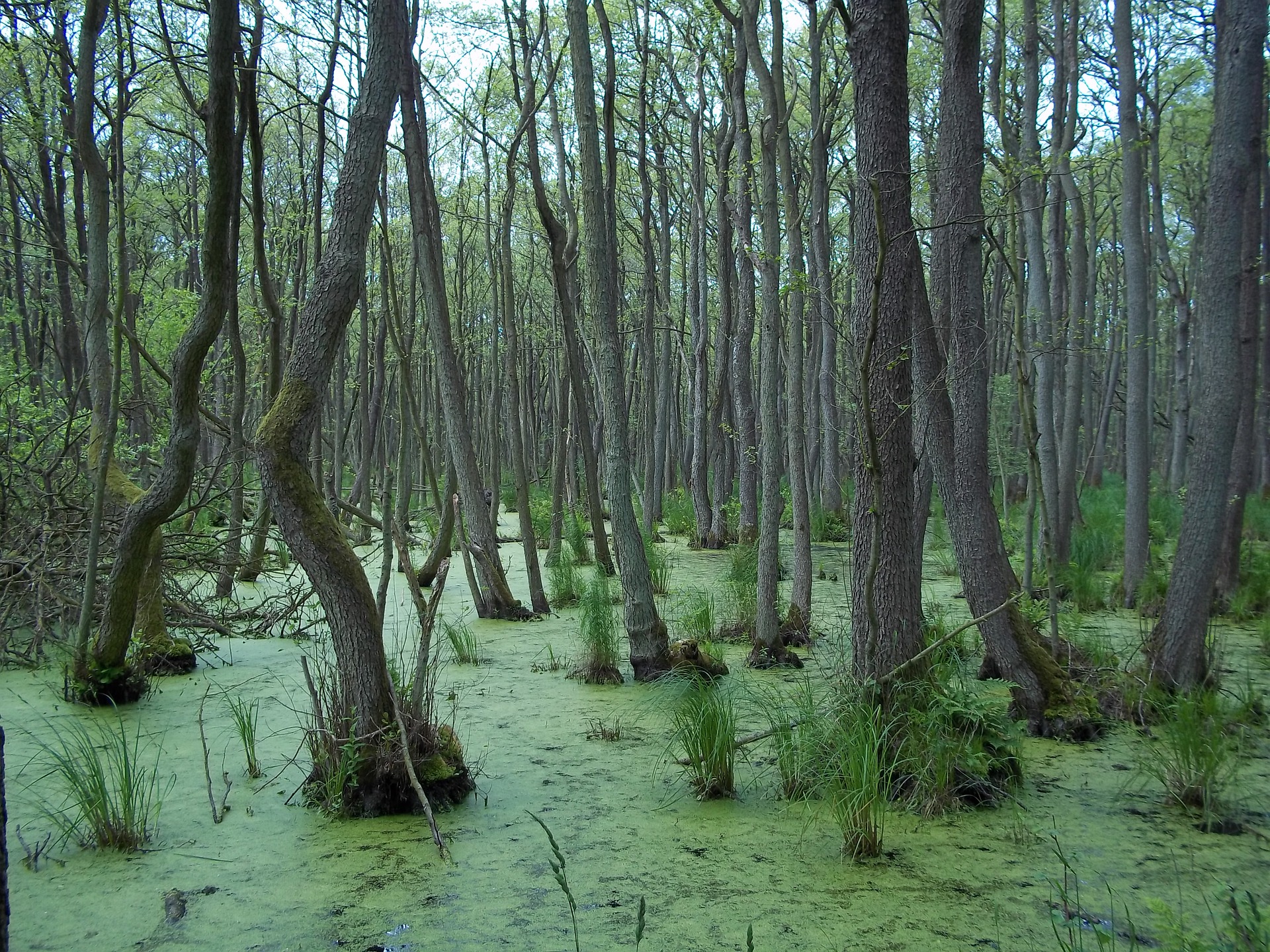 Everglades USA