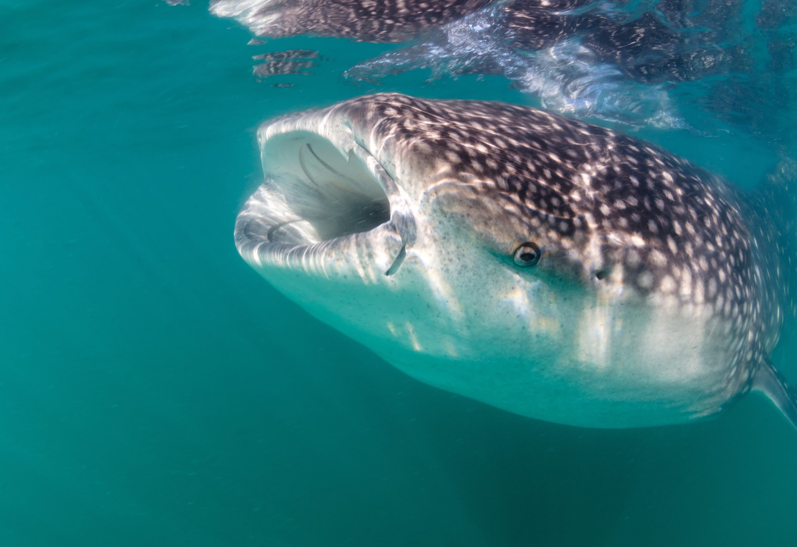 Un requin-baleine