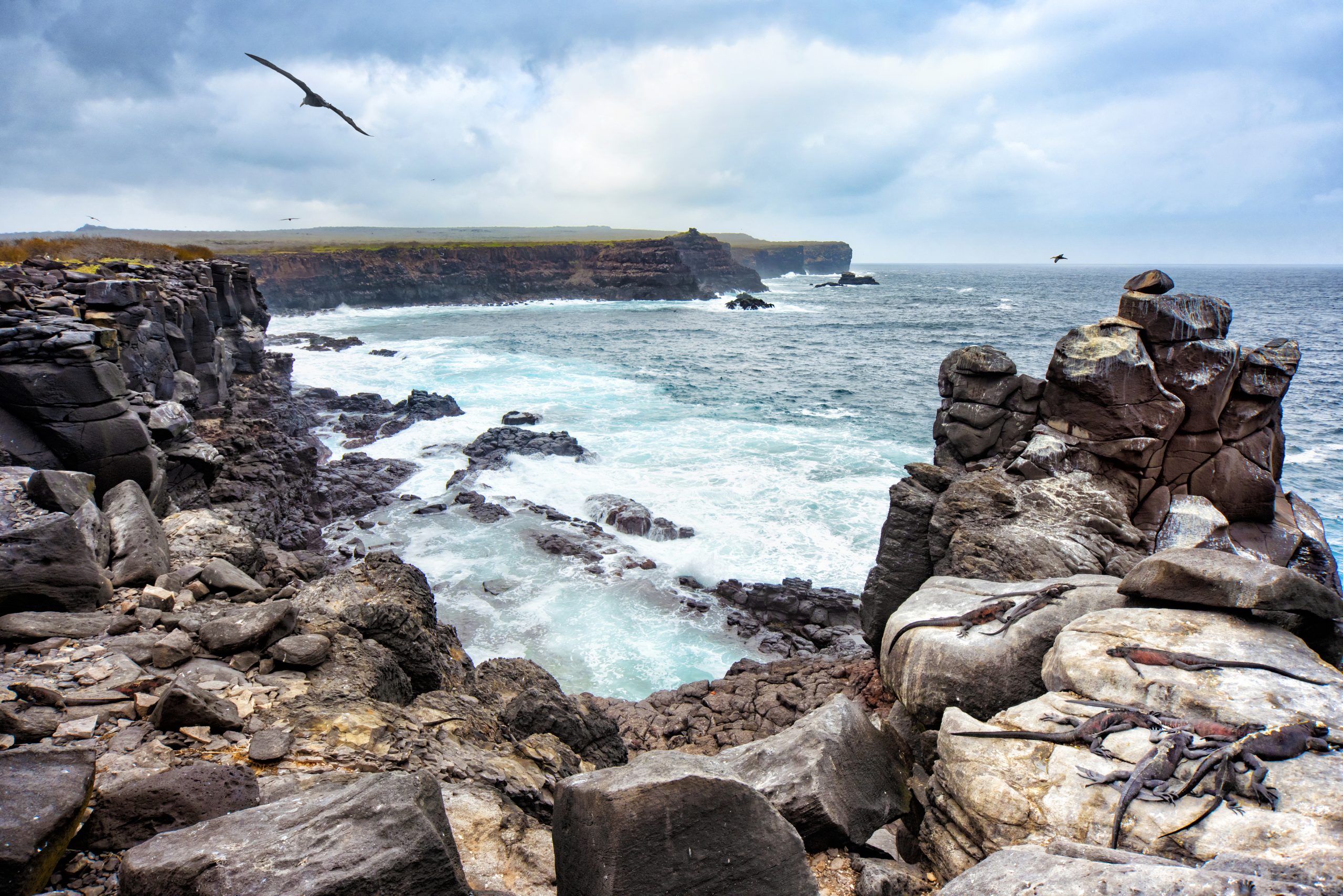 Des iguanes marins et des albatros des Galápagos sur une île