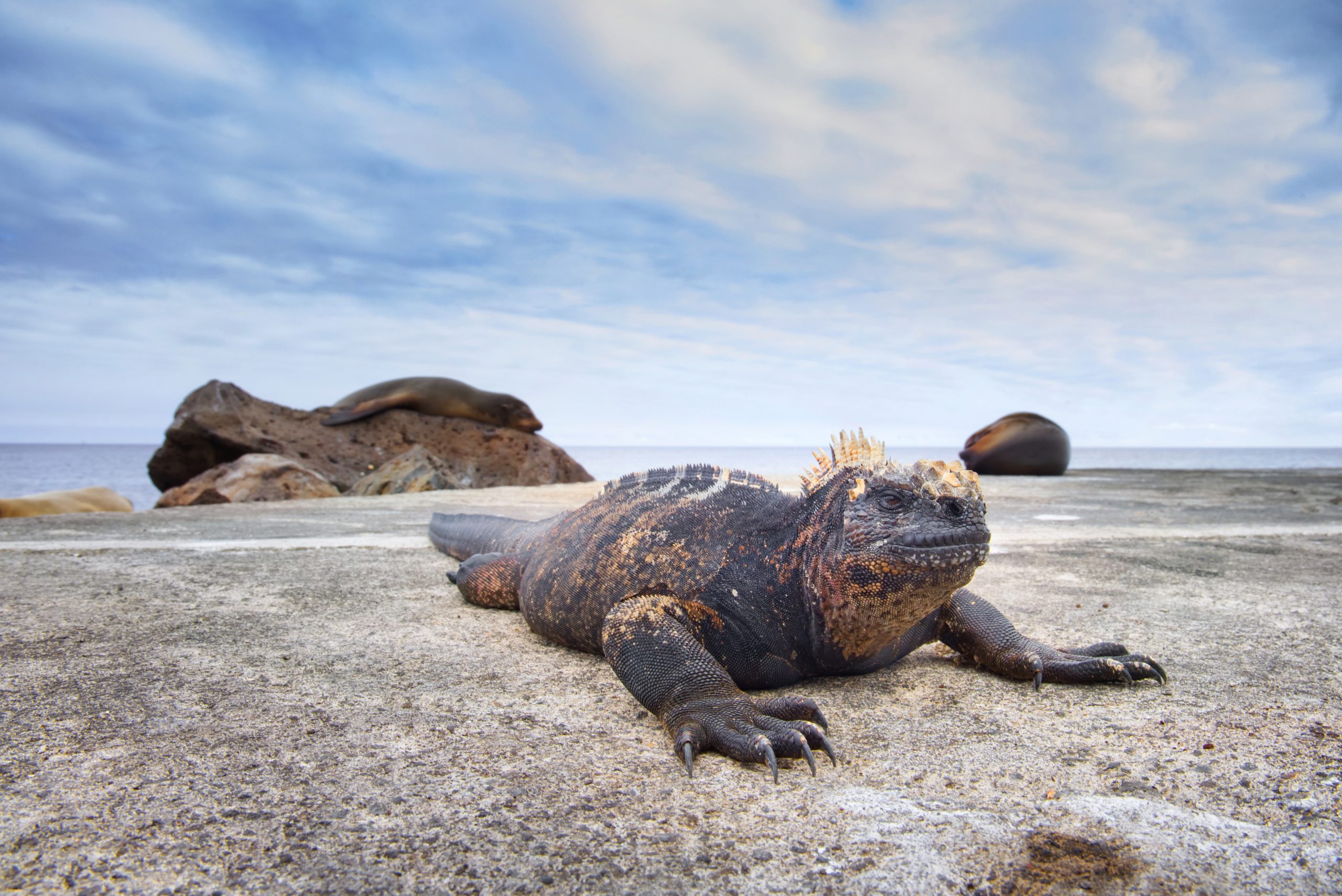 Iguana marina