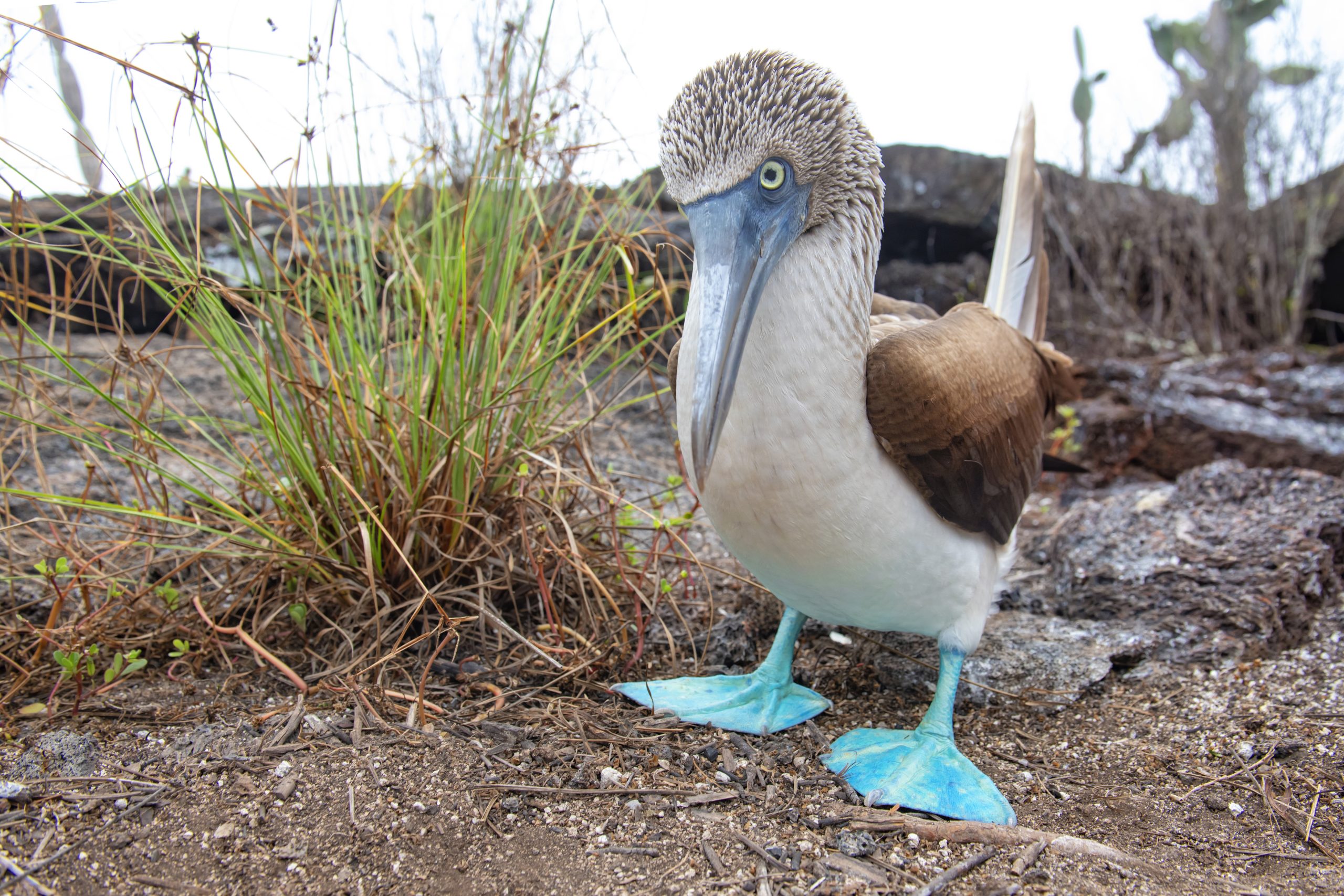 Un fou à pieds bleus