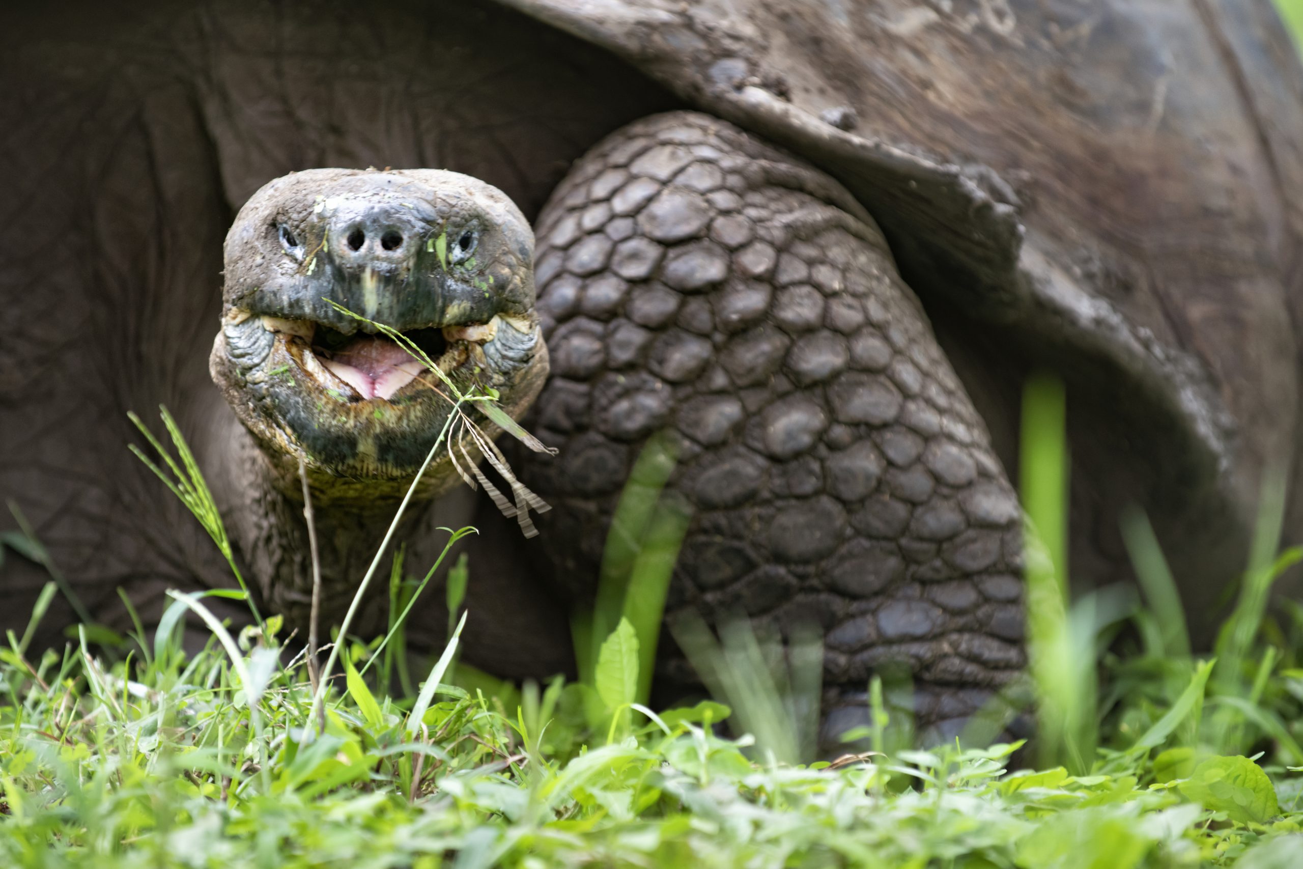 Une tortue géante des Galápagos