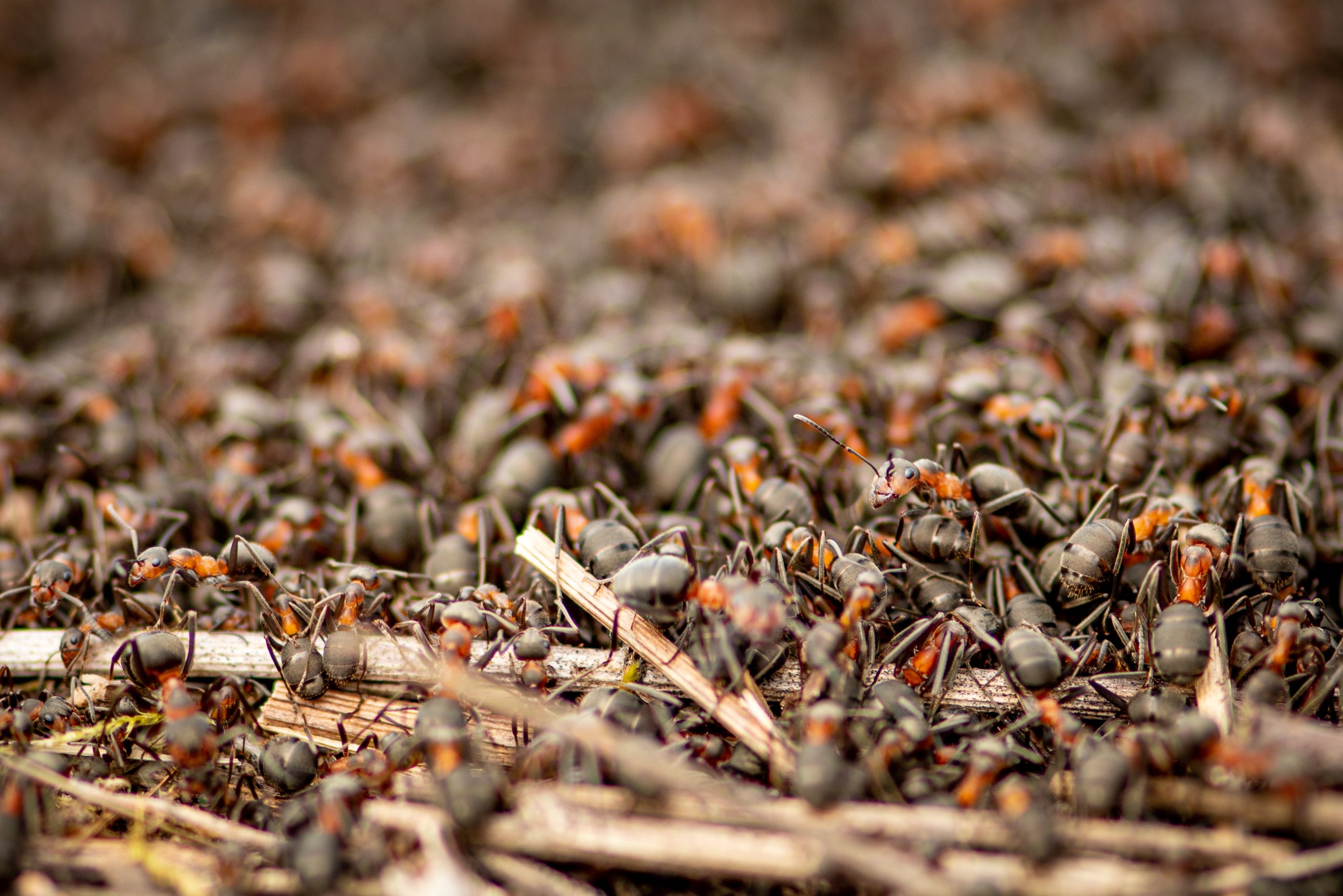 Fourmis rousses des bois