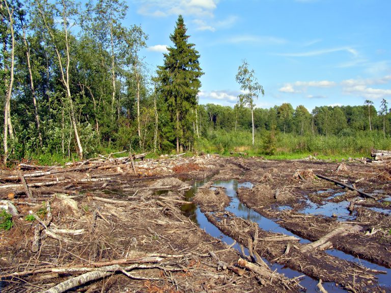 Zerstörter Wald