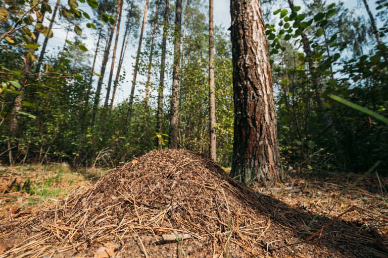 Ameisenhaufen im Wald