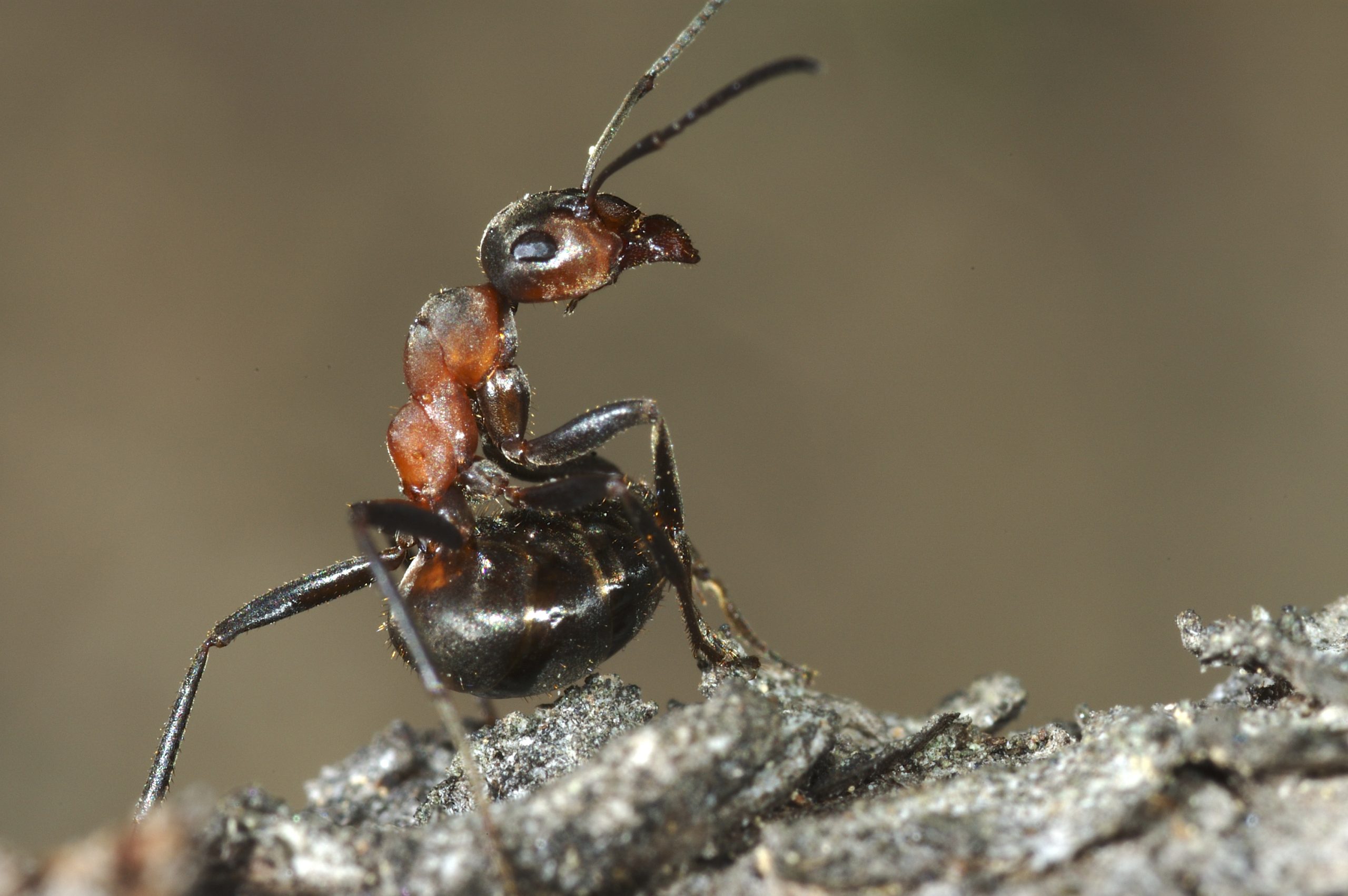 Une fourmi rousse des bois pulvérise de l'acide formique.