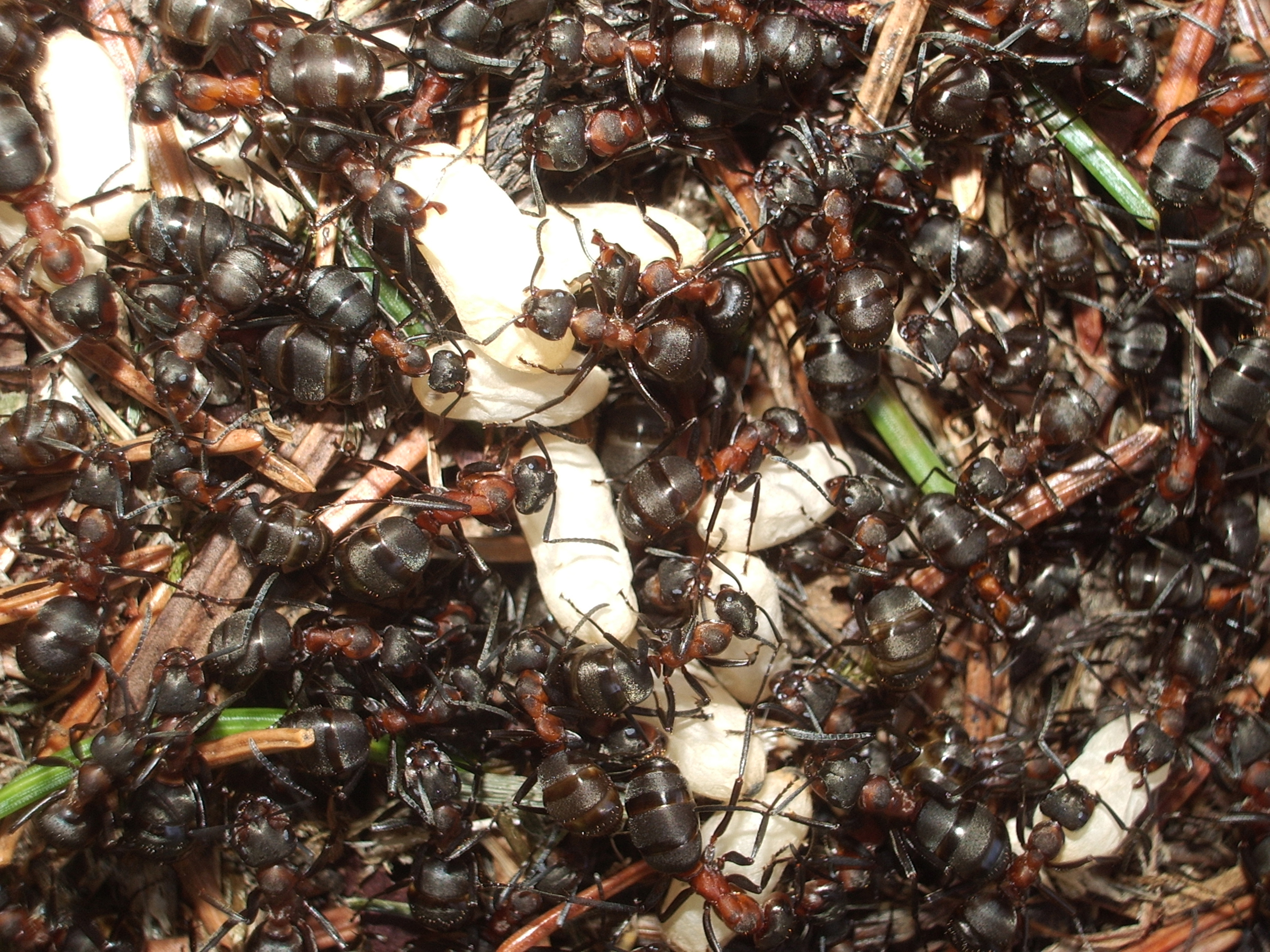 Des fourmis rousses des bois et leurs oeufs