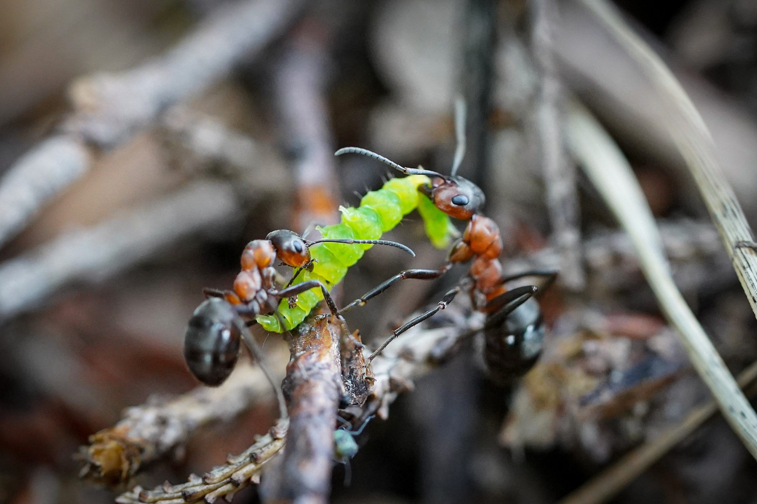 Des fourmis rousses des bois avec une chenille