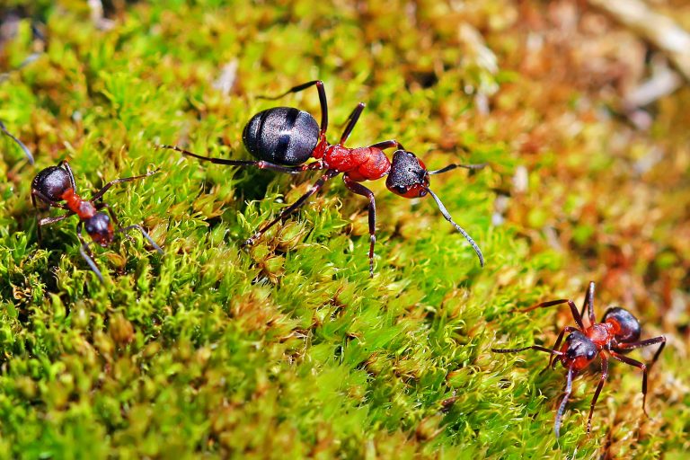 Rote Waldameise