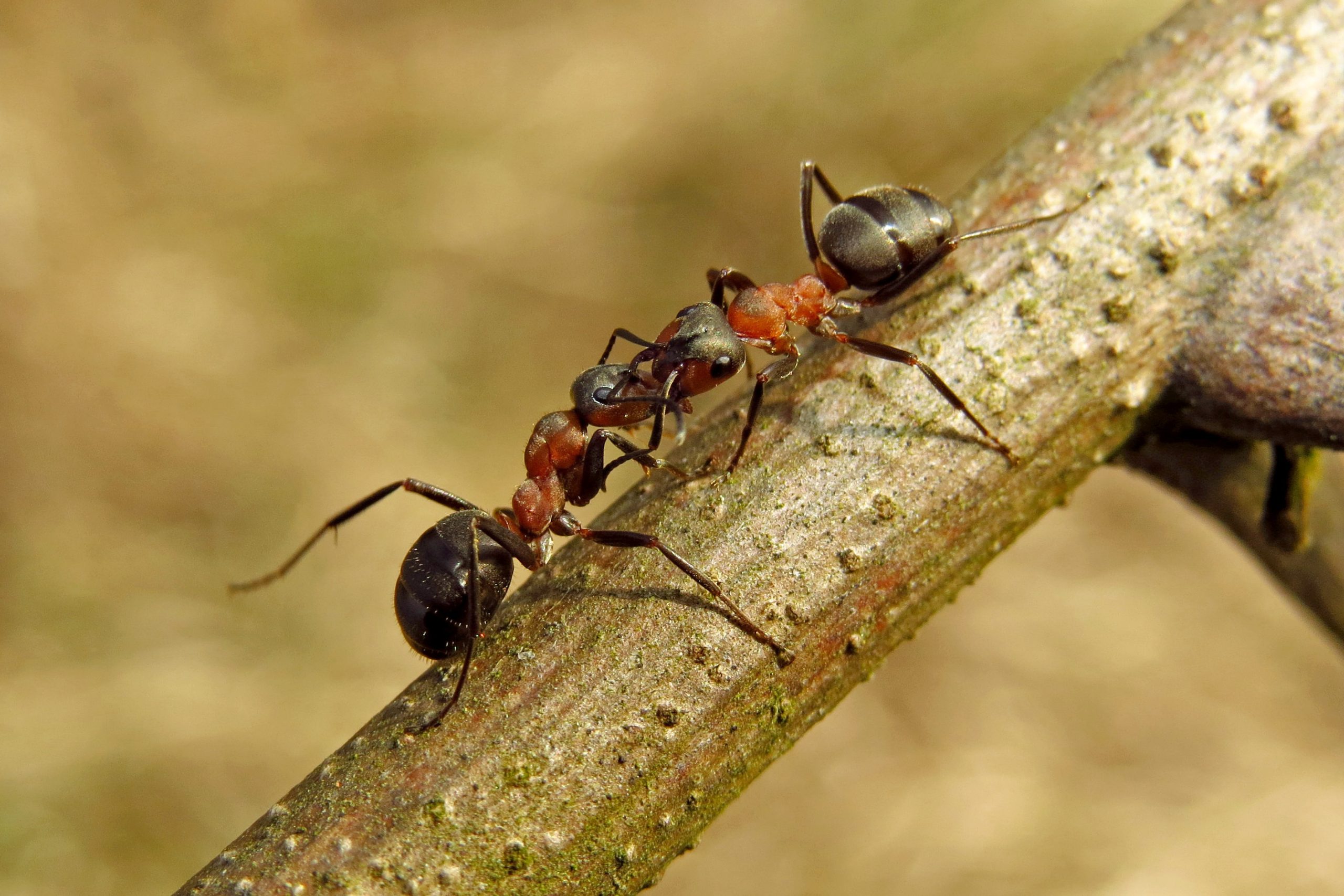 Formica rossa