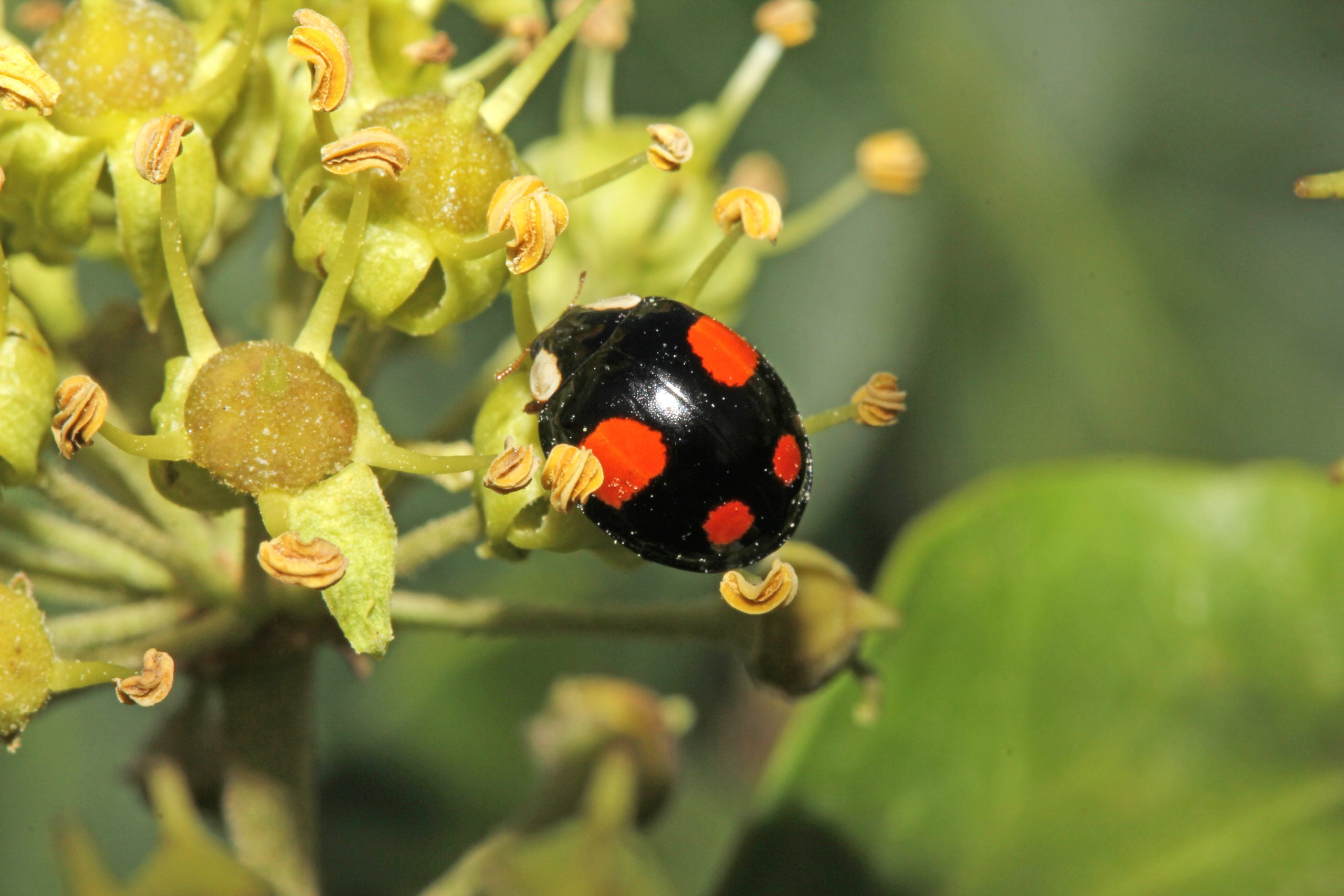 Coccinelle asiatique