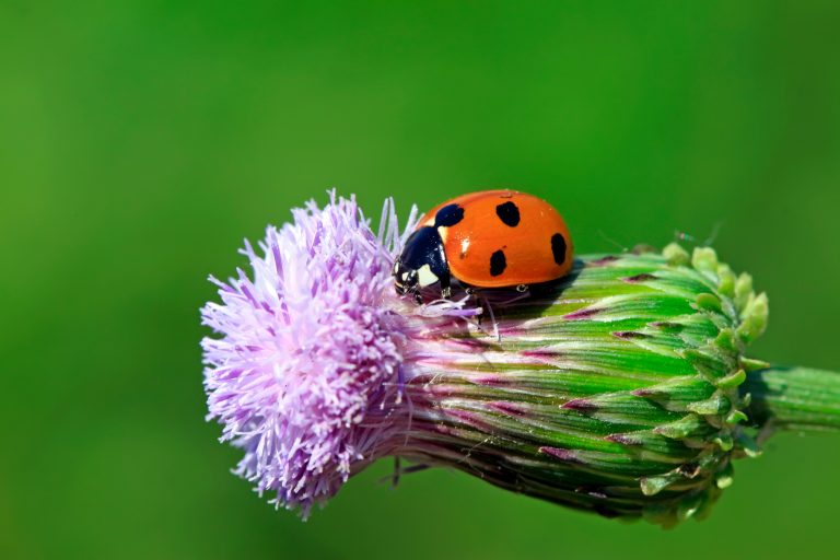 Une coccinelle à sept points sur une fleur