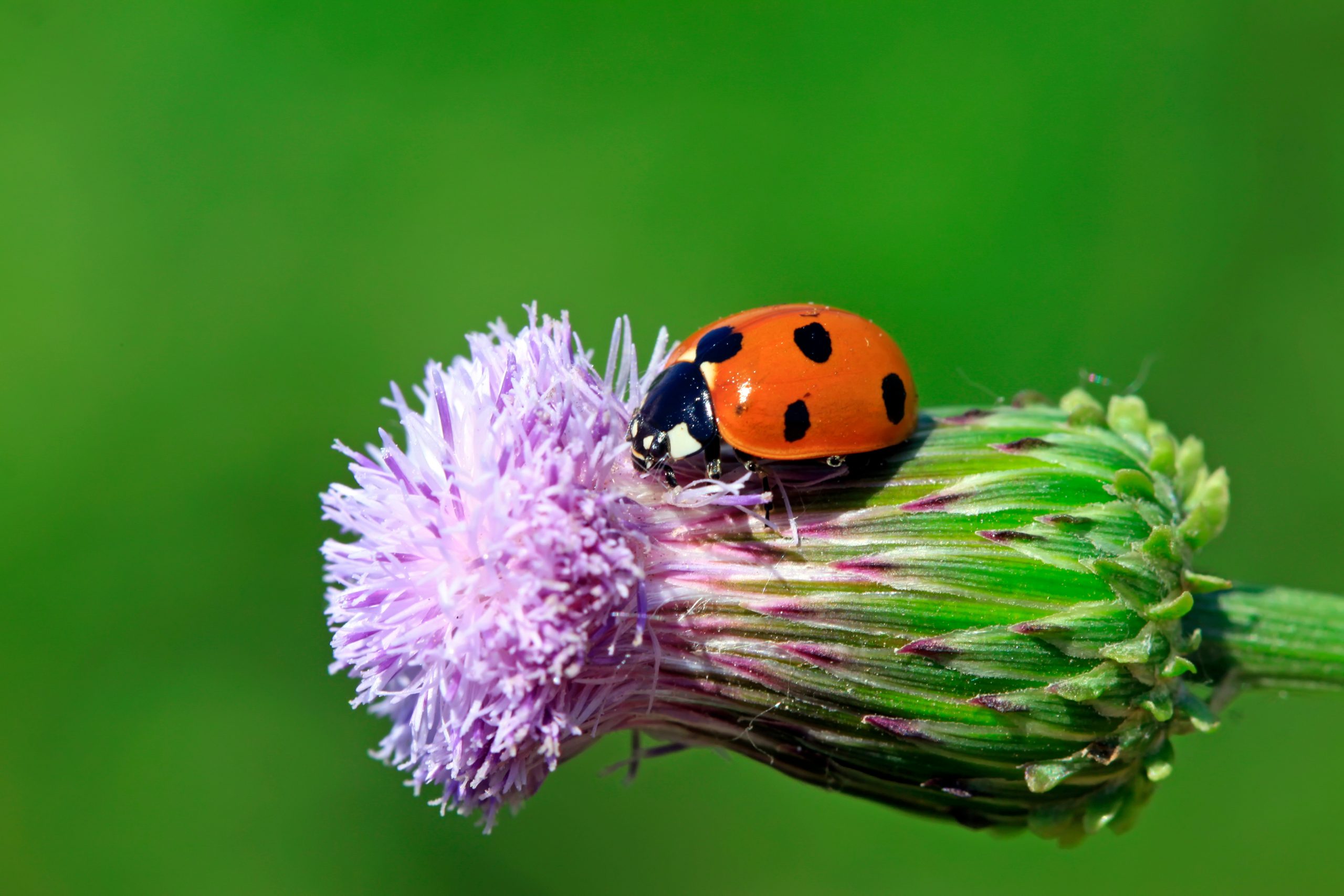 Coccinella comune su di un fiore