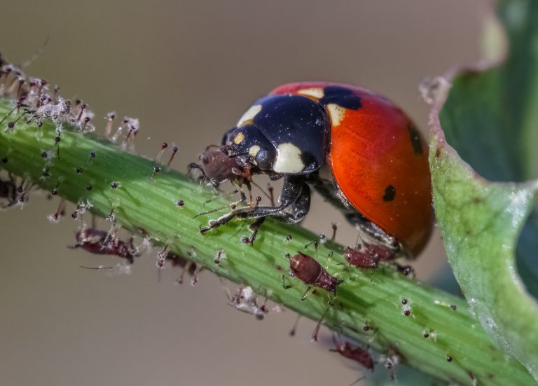 Une coccinelle à sept points en train de déguster des pucerons.