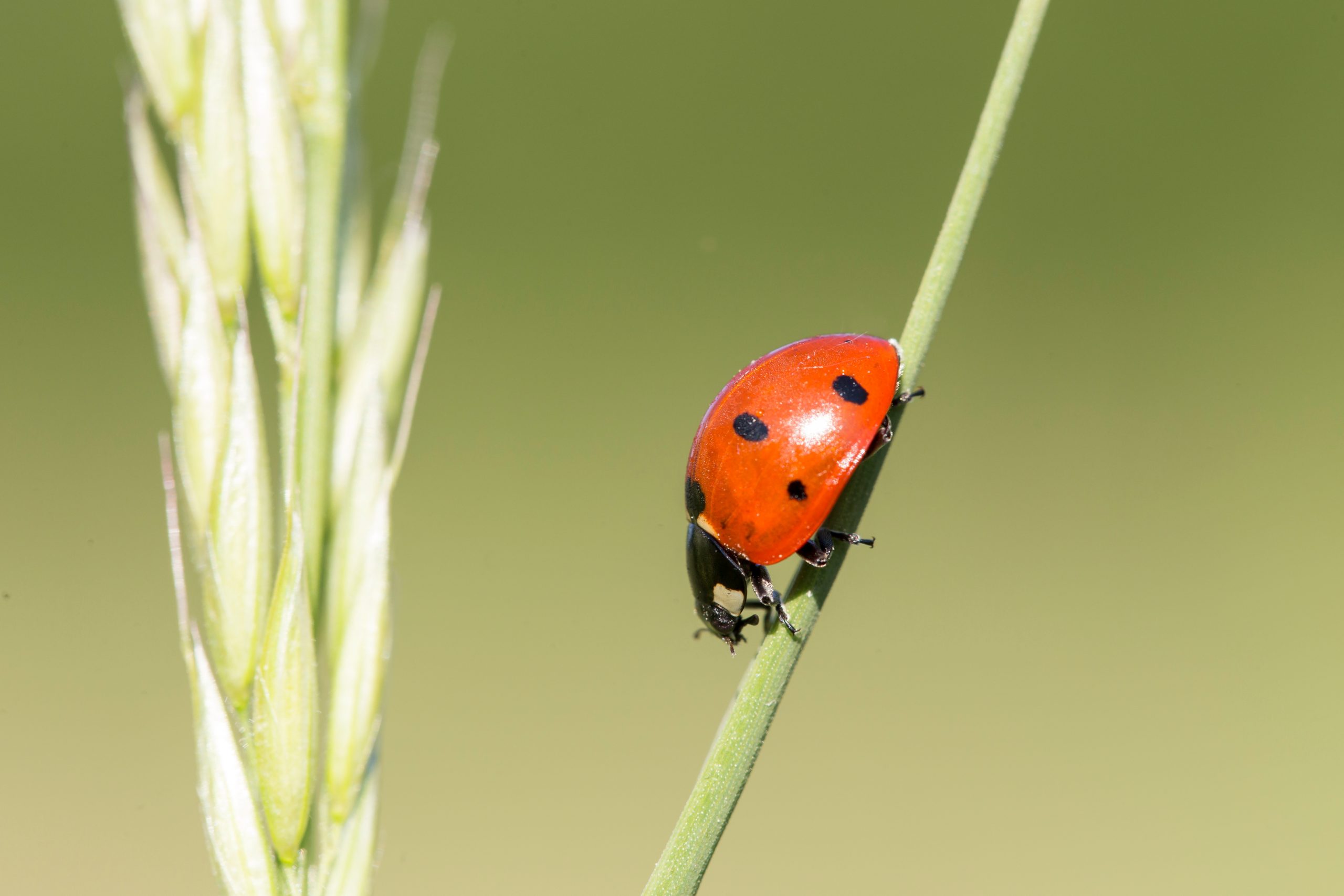 Une coccinelle à sept points sur une tige de blé