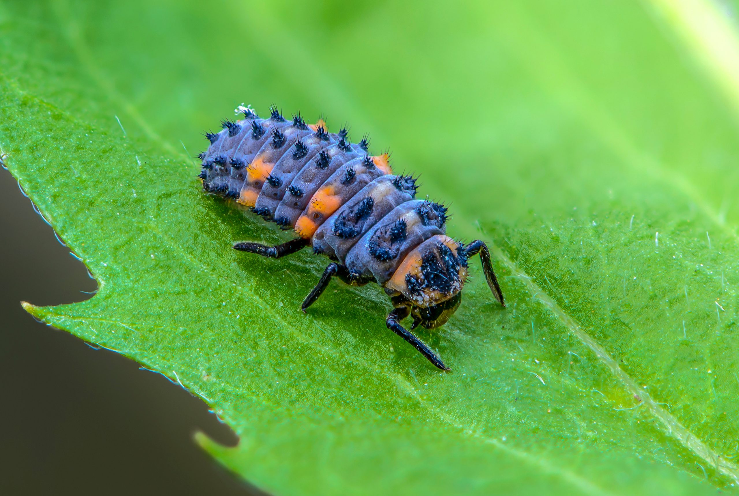 Une larve de coccinelle à sept points