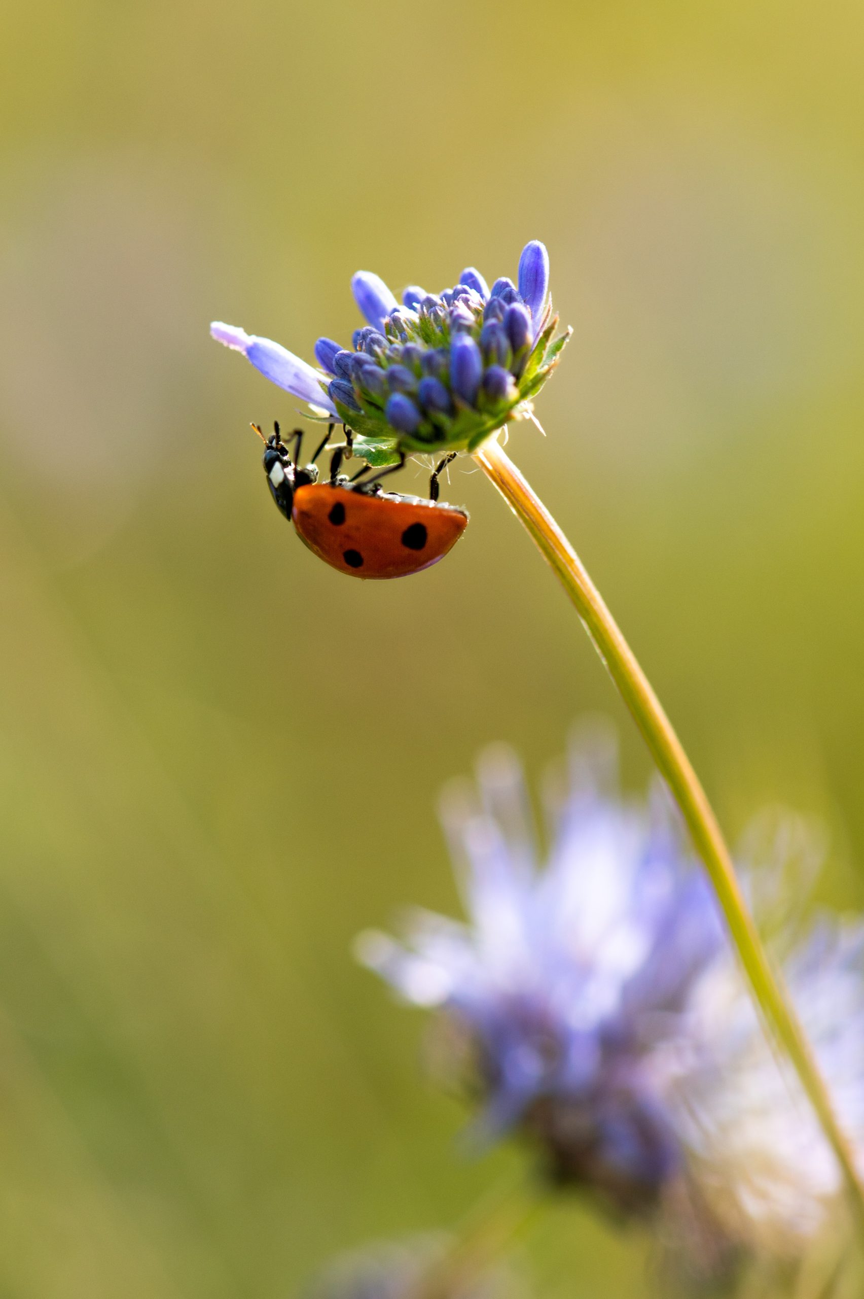 Coccinella comune su un fiore