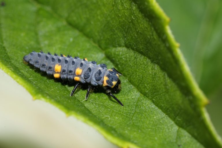 Une larve de coccinelle à sept points