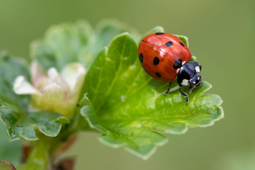 Coccinelle à sept points - LPO (Ligue pour la Protection des Oiseaux) -  Agir pour la biodiversité