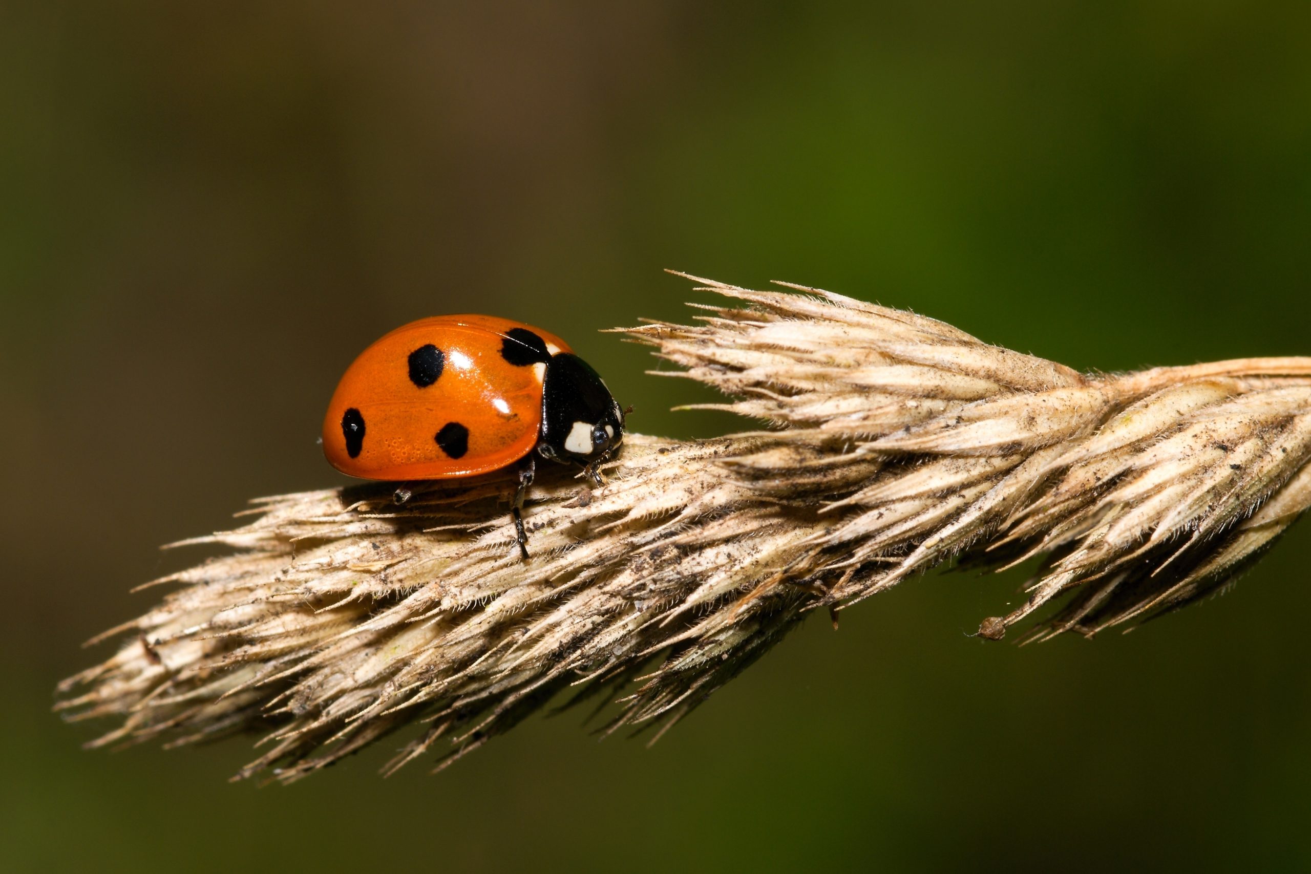 Coccinella comune su una spiga di cereale