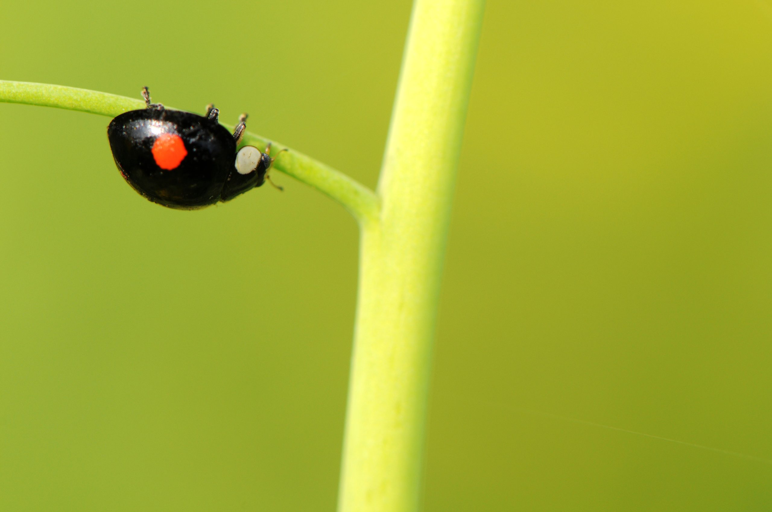 Une coccinelle à deux points