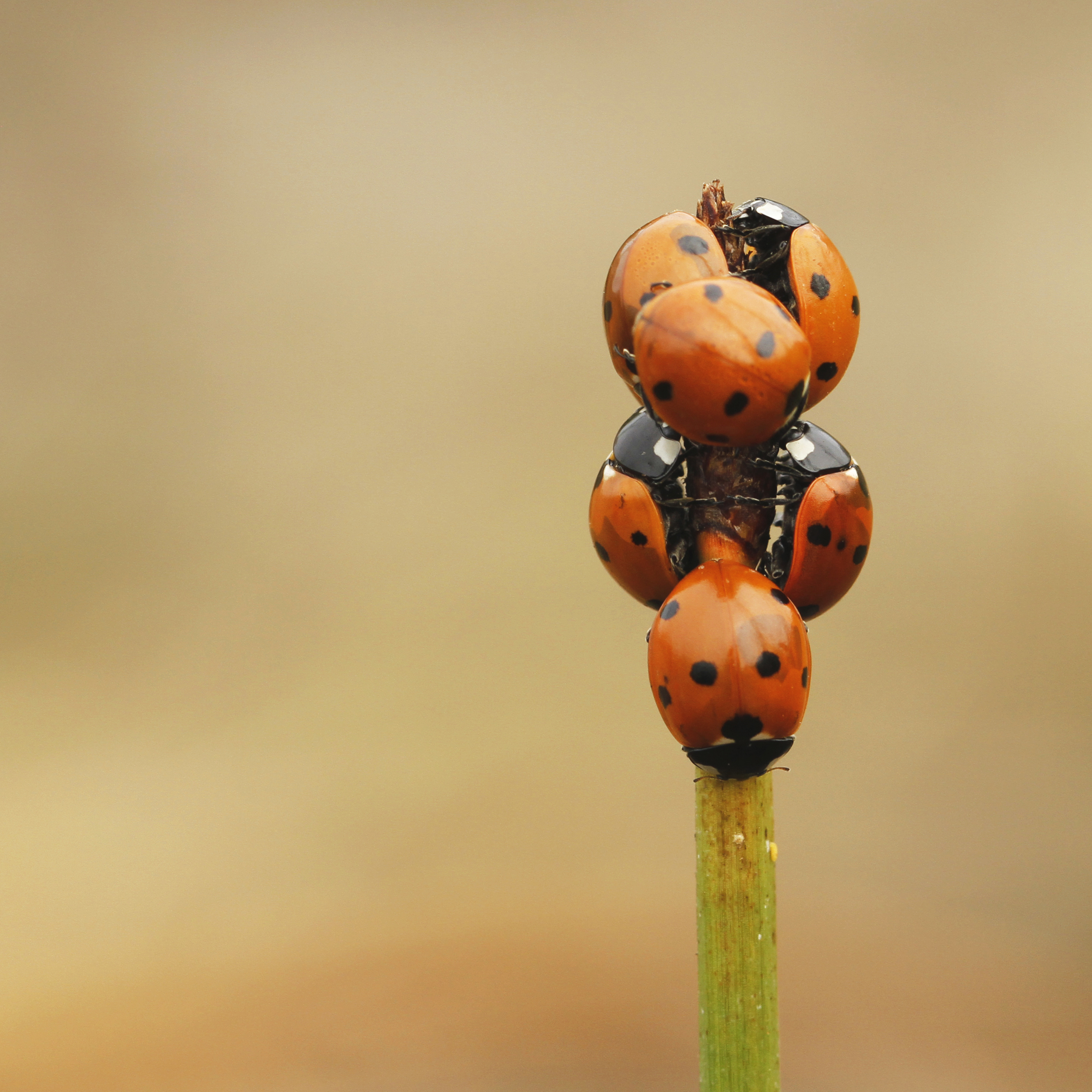 Gruppo di coccinelle comuni su uno stelo