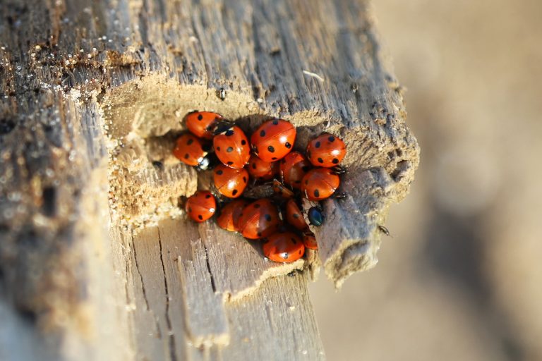 Un groupe de coccinelles à sept points sur une souche d'arbre.