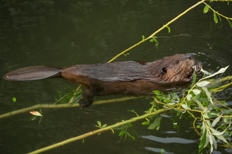 Schwimmender Biber