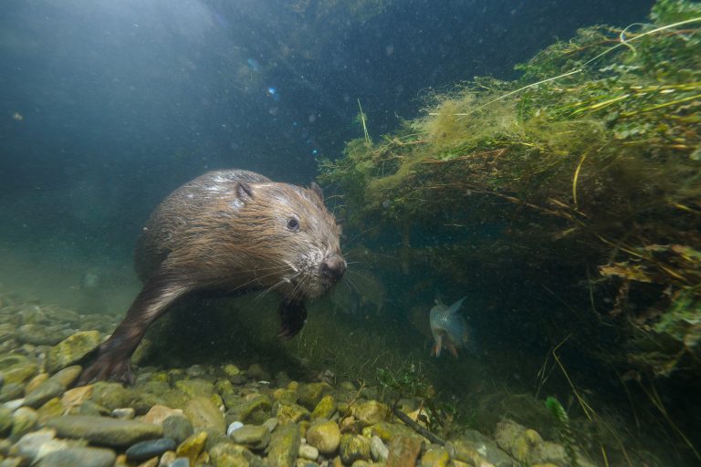 Un castor sous l'eau