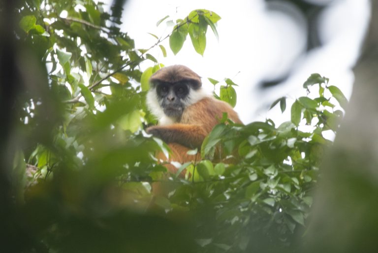 Un singe colobe rouge de Bouvier