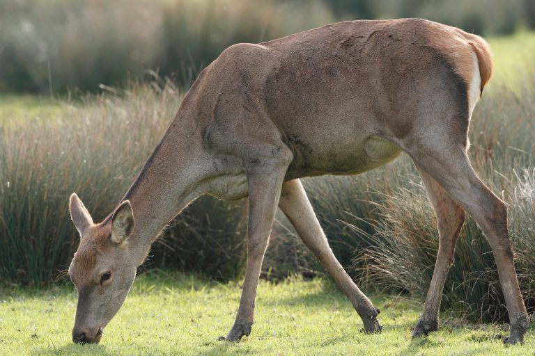 Une femelle cerf élaphe (Cervus elaphus)