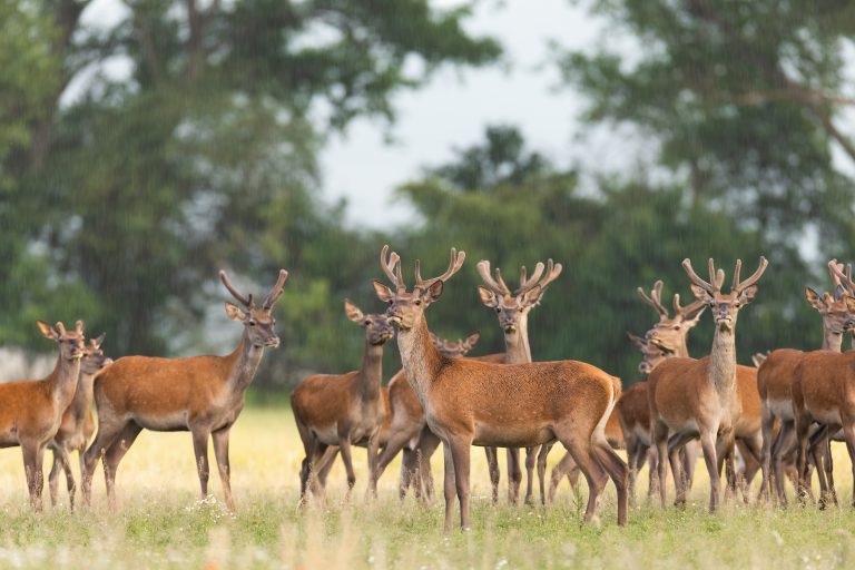 Une harde de cerfs élaphes (Cervus elaphus)