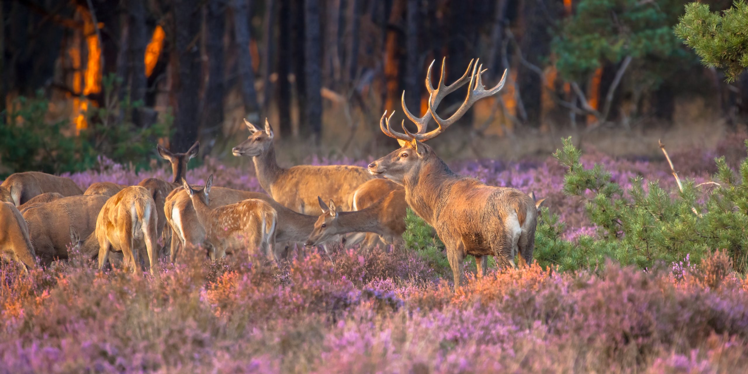 Un groupe de cerfs élaphes