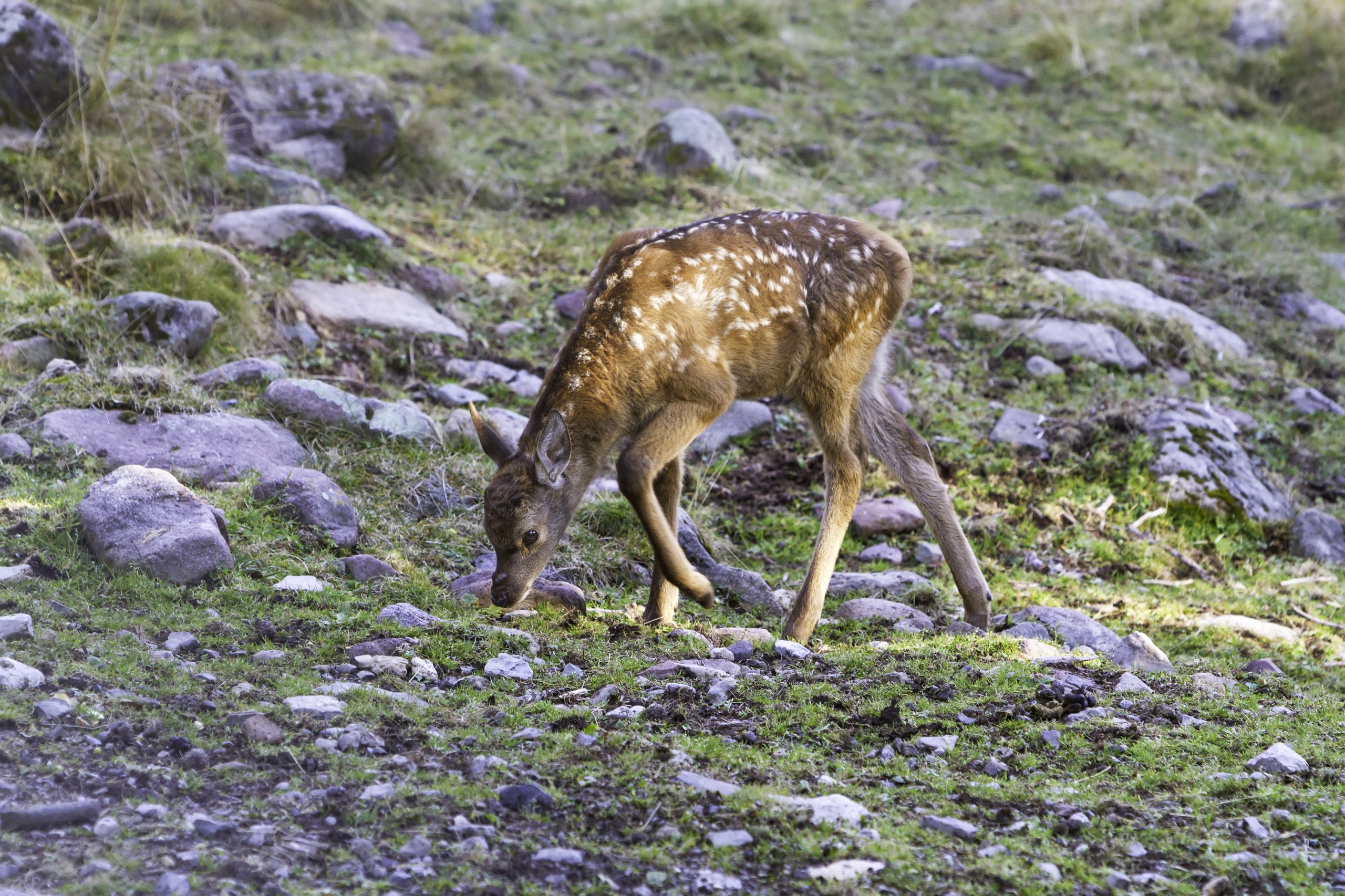 Jungtier des Rothirschen