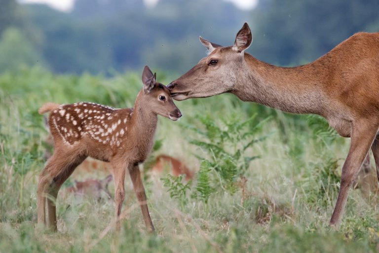 Une biche avec son faon (Cervus elaphus)