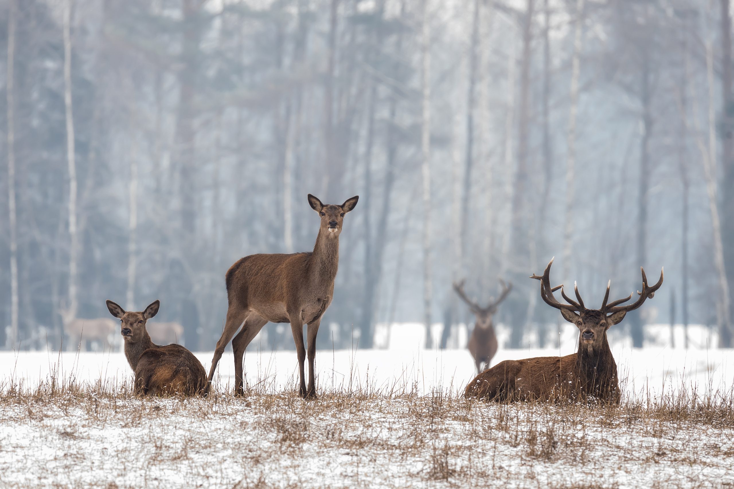 Rothirsche im Schnee