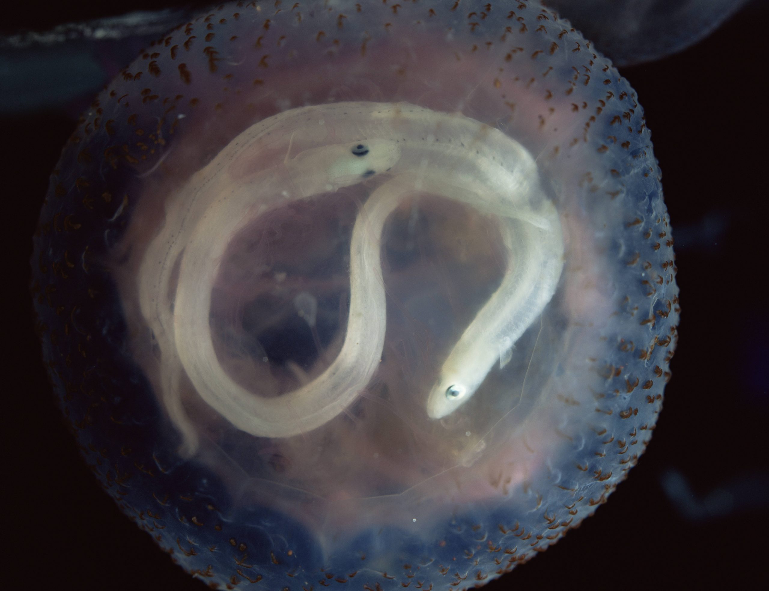 Une méduse avec deux anguilles dans l'estomac