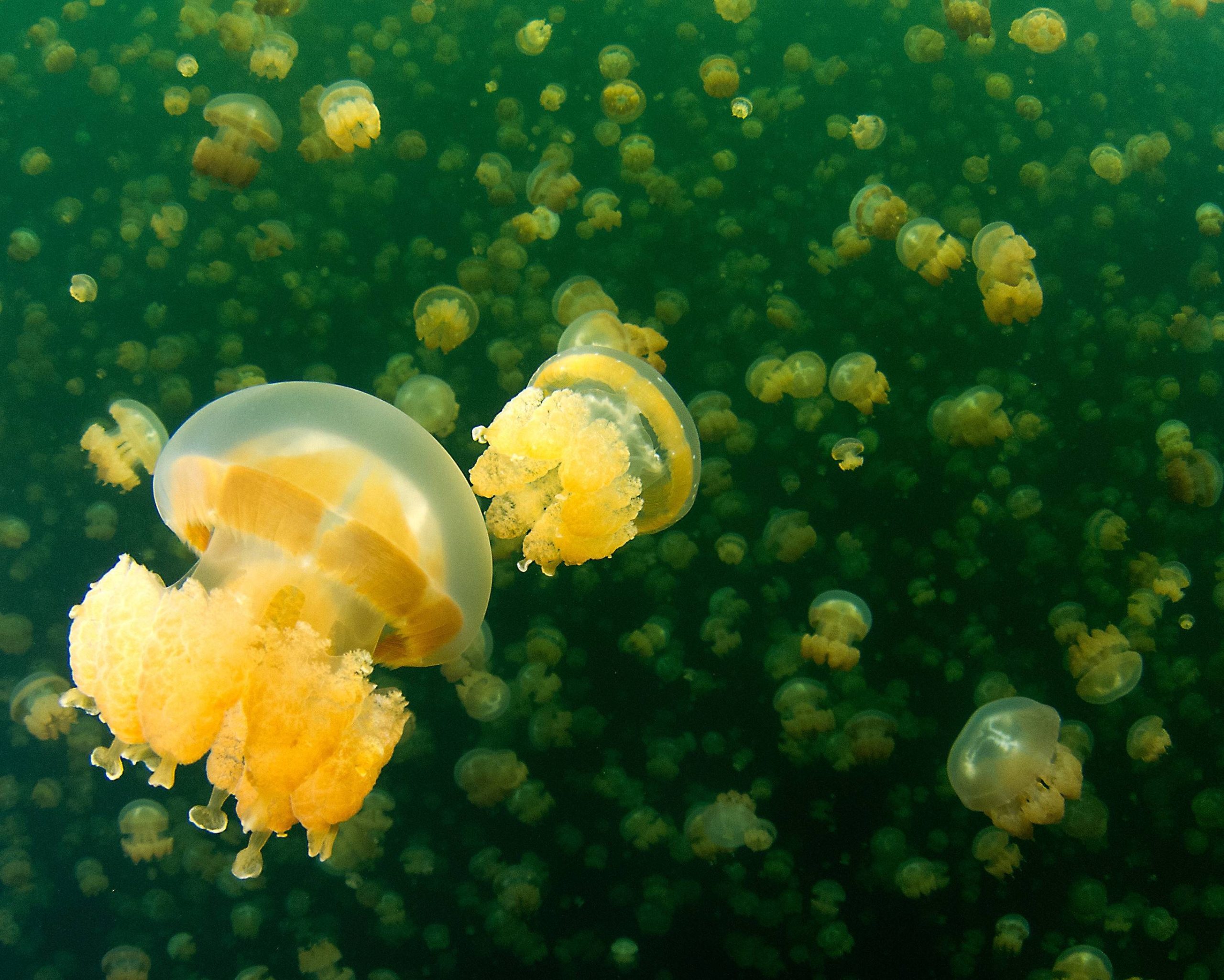 Un banc de méduses