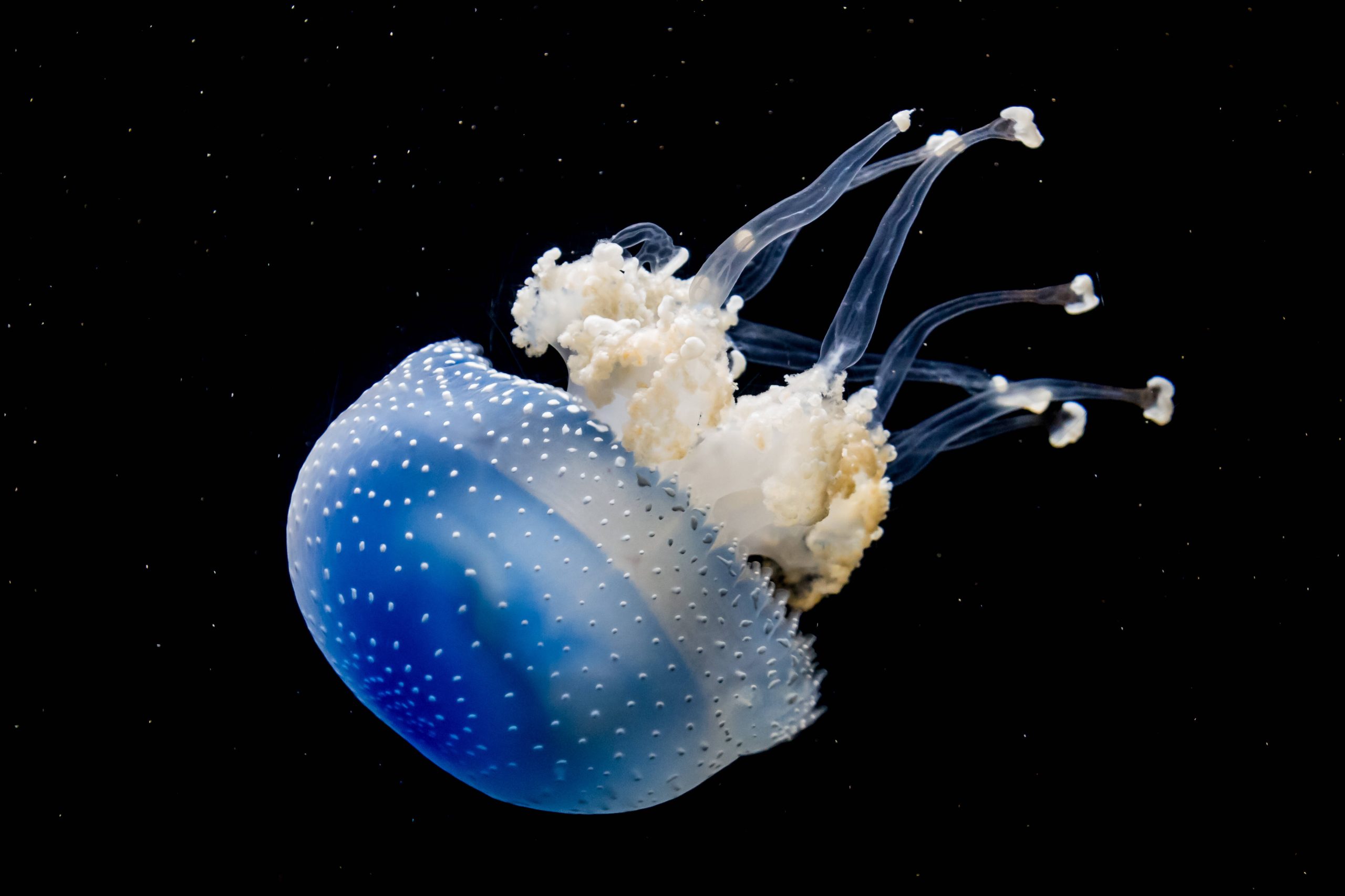 Une méduse à pois blanc