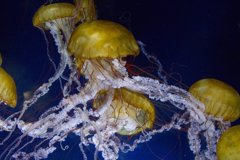 Des méduses