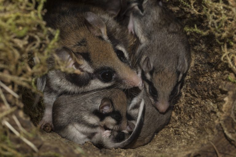 Gartenschläfer im Nest