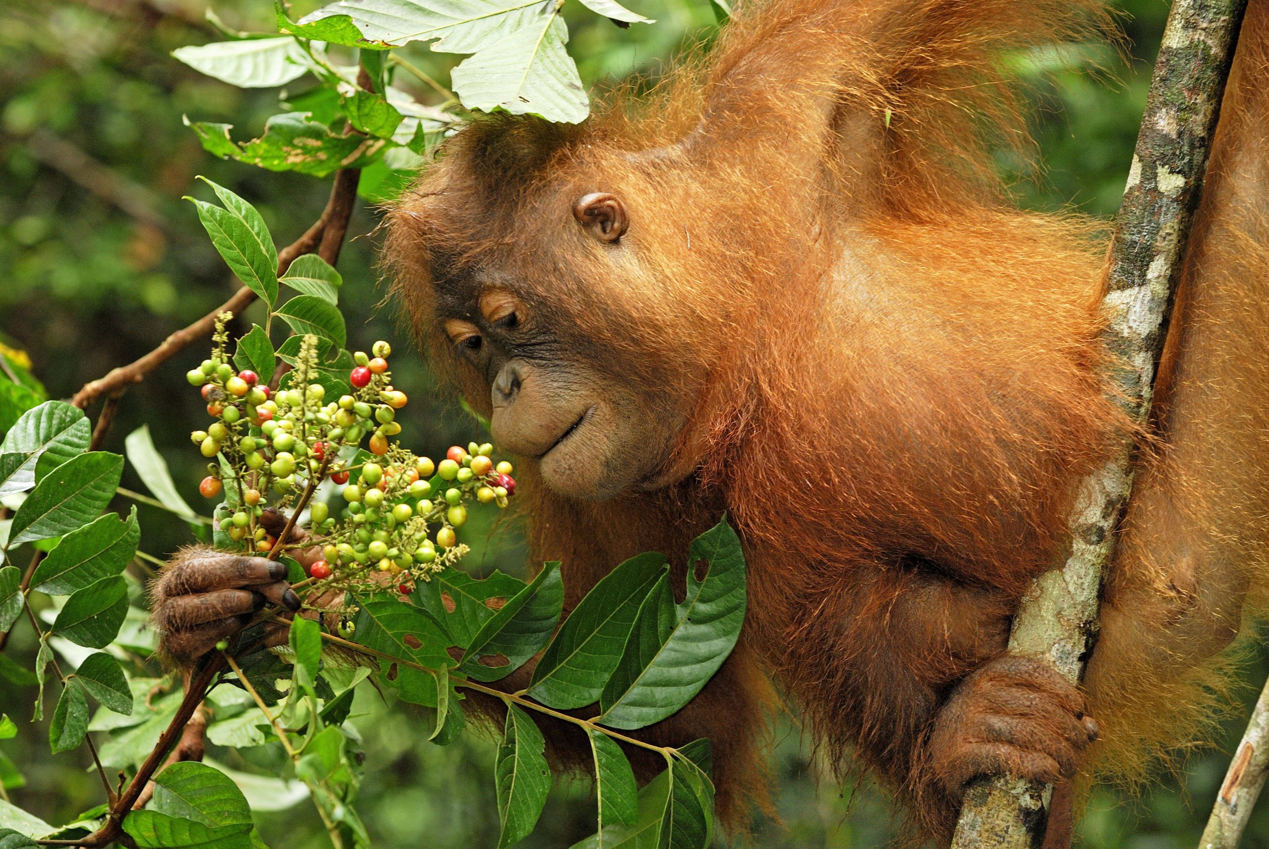 Un orang-outan de Bornéo