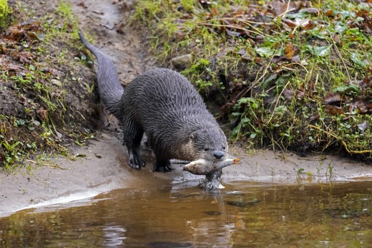 Europäischer Fischotter mit Fisch im Maul