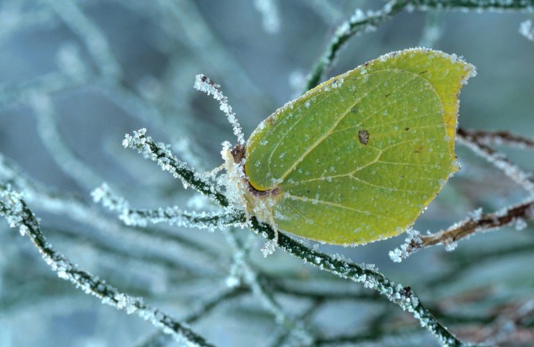 Zitronenfalter im Winter