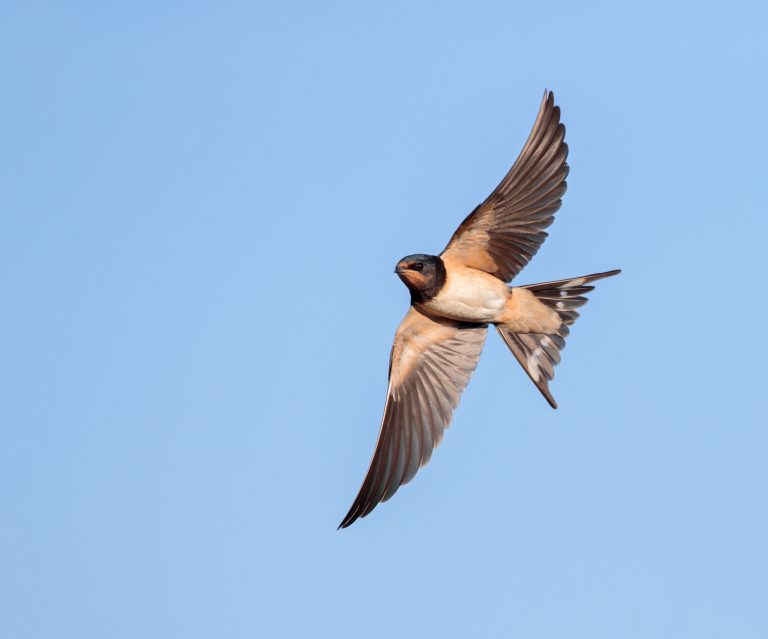 Hirondelle rustique en plein vol