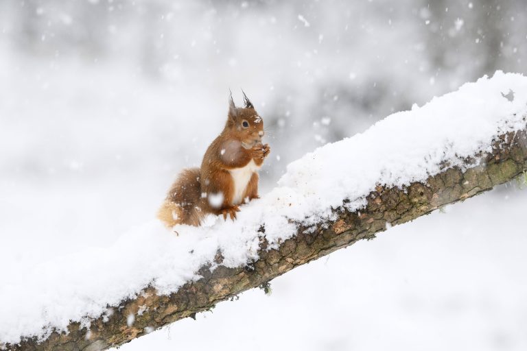 Eichhörnchen im Winter