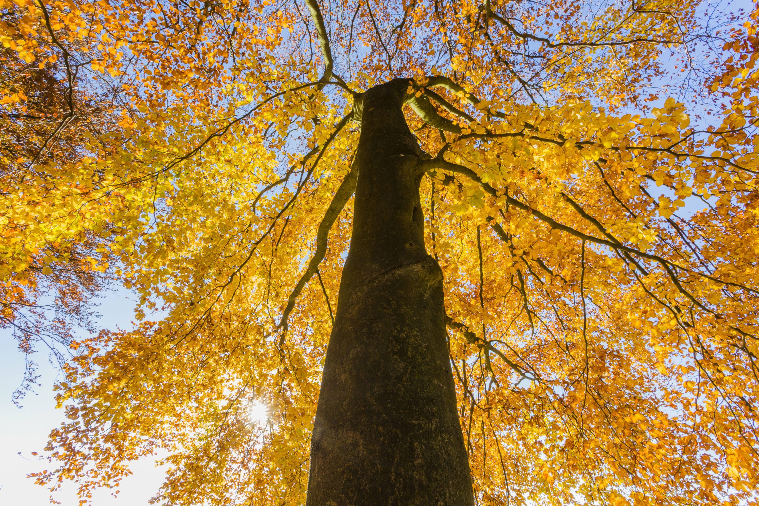 Faggio, chioma dell'albero